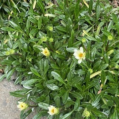 ガザニアの画像