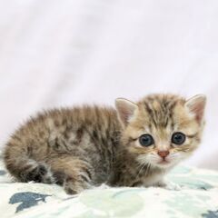 赤ちゃん猫を保護しました瞳の大きなキジミケちゃんです