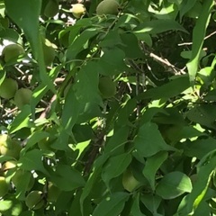 南高梅(木１本分)豊作何百個の画像