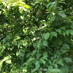 南高梅(木１本分)豊作何百個の画像