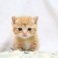 赤ちゃん猫を保護しました　茶トラの男の子です
