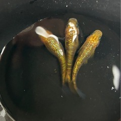蒼煌めだか40個卵