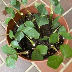 マッカートニーローズ挿し穂5本の画像