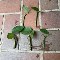 マッカートニーローズ挿し穂5本の画像