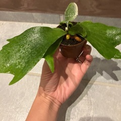観葉植物　ネザーランド　ビカクシダ②