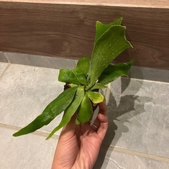観葉植物　植物　ビカクシダ　ネザーランド①