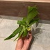 ランキングキーワードに紐づく投稿画像-観葉植物