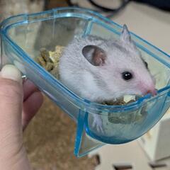 ゴールデンハムスター