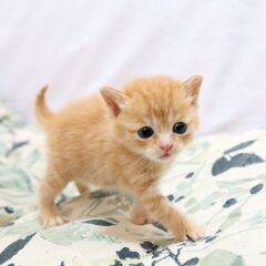 赤ちゃん猫を保護しました　茶トラの女の子