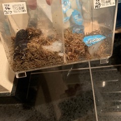 山梨TG血統　オオクワガタ　ペア　使用済の画像