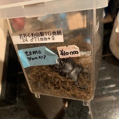 山梨TG血統　オオクワガタ　ペア　使用済の画像