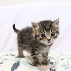 赤ちゃん猫を保護しました　黒トラの男の子