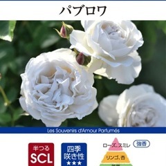 白バラ　パブロア　大苗