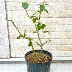 白バラ　パブロア　大苗の画像