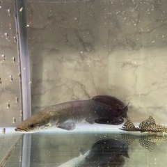 ピラルク
