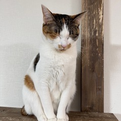 English  Lesson の画像