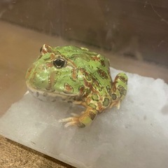 ベルツノガエル