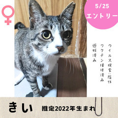 明日！5/25(日)10:30〜保護猫の譲渡会【大刀洗ドリ…
