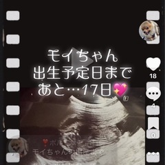 パグ好きさん必見❗️