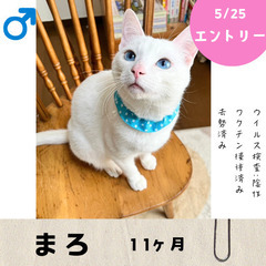 明日！5/25(日)10:30〜14:30保護猫の譲渡会【…