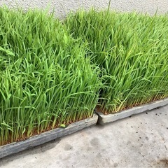バケツで稲を育ててみませんか？