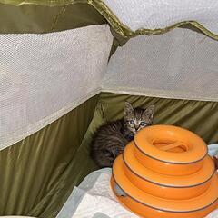 ビビリの子猫です