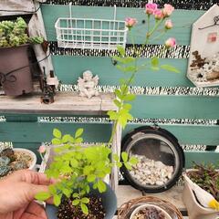 ひめバラの苗の画像
