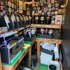 【五桜メダカ】 5月25日　横須賀めだか無人販売