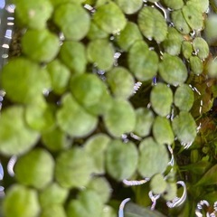 手渡し限定　アマゾンフロッグピット