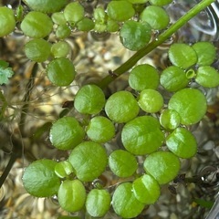 手渡し限定　アマゾンフロッグピットの画像