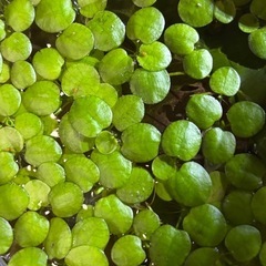 手渡し限定　アマゾンフロッグピットの画像