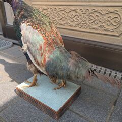 キジの剥製の画像