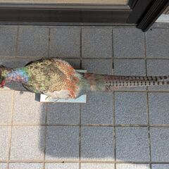 キジの剥製の画像
