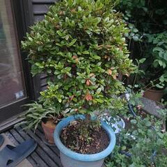 ツツジ　鉢植え