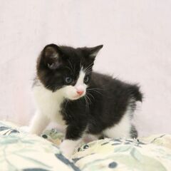 生後一カ月程度の子猫を保護しました　白黒ハチワレの男の子