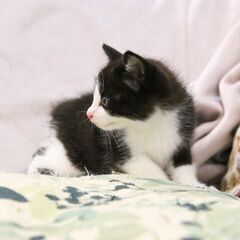 生後一カ月程度の子猫を保護しました　白黒ハチワレの男の子 - いわき市