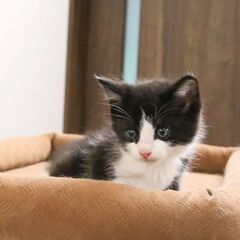 生後一カ月程度の子猫を保護しました　白黒ハチワレの男の子 - 猫