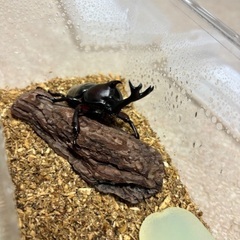 国産カブトムシ成虫ペア