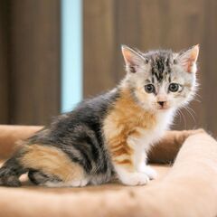 生後一カ月程度の子猫を保護しました　尻尾が短い三毛猫の女の子