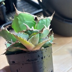 アガベ 蟹 カニ 子株のみの画像