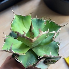アガベ 蟹 カニ 子株のみの画像