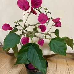 ブーゲンビリア　植物