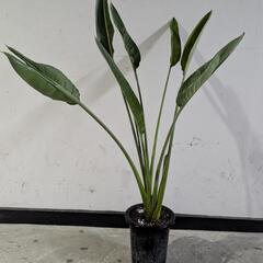 極楽鳥花
