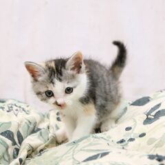 ゴルフ場に捨てられていた子猫を保護しました　パステルミケの女の子