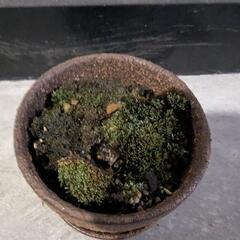 苔