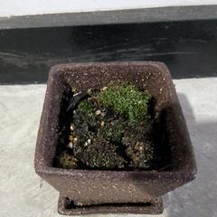 苔