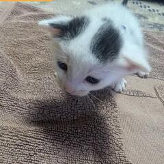 4月12日生まれの仔猫達(代理投稿)🙇‍♀️