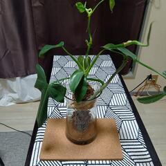 観葉植物フィロデンドロン