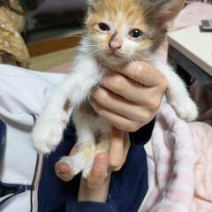 三毛.パステルカラーの仔猫(=^・^=)