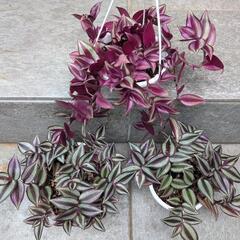 【観葉植物】トラディスカンティア・ゼブリナ5号＆6号吊り鉢